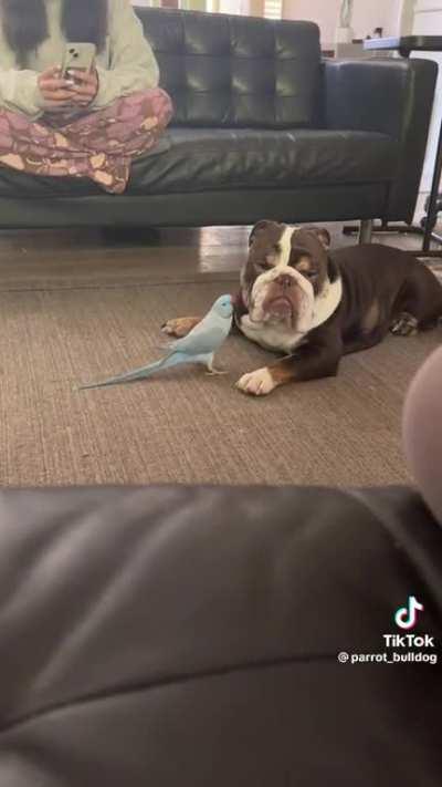 George the parrot was been annoying Bennie, the bulldog for a kiss !