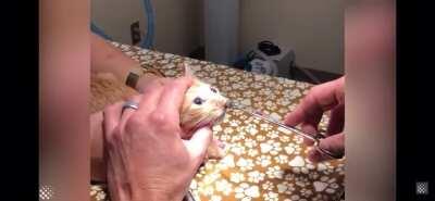 Cat gets giant pulsating parasite removed from nose