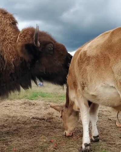 Helen is the kindest and gentlest caretaker to all the smaller residents at Lighthouse Farm Sanctuary