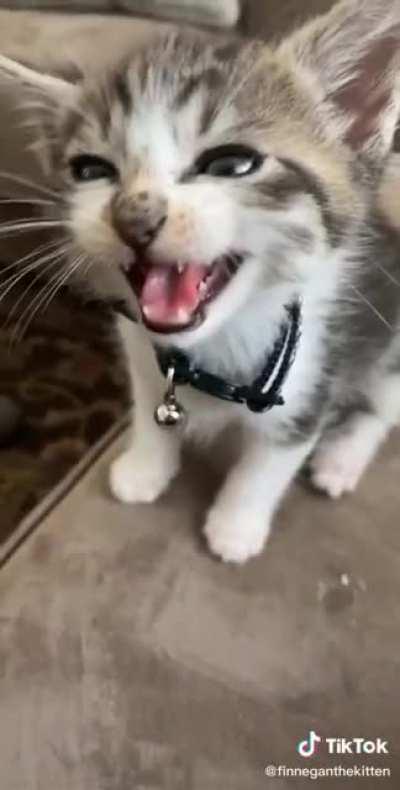 Big eyes, big meows.