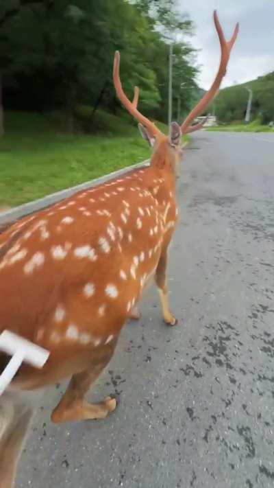 The most deer-looking deer ever spotted