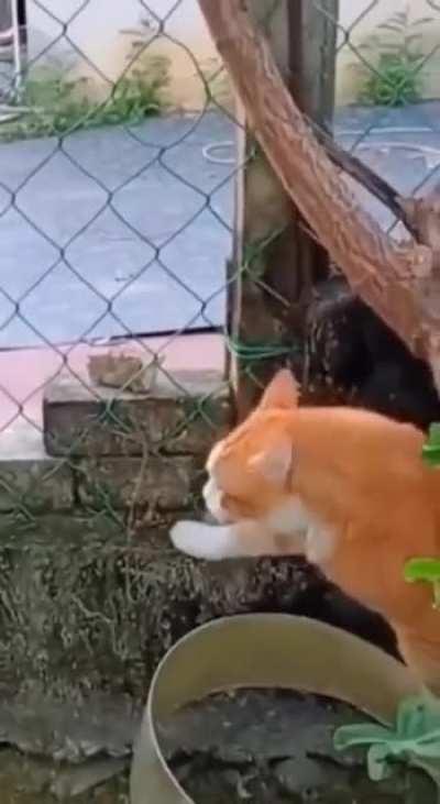 Master of non-contact combat