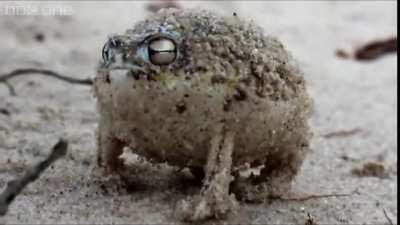 The sonorous warcry of a very angry mouse