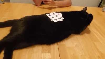 I expected nothing less from my cat.