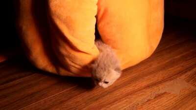 My cat gave birth to 3 little kittens. I put them in this house to keep them warm why their mother was having her meal. This little one was trying to sneak out to her mother