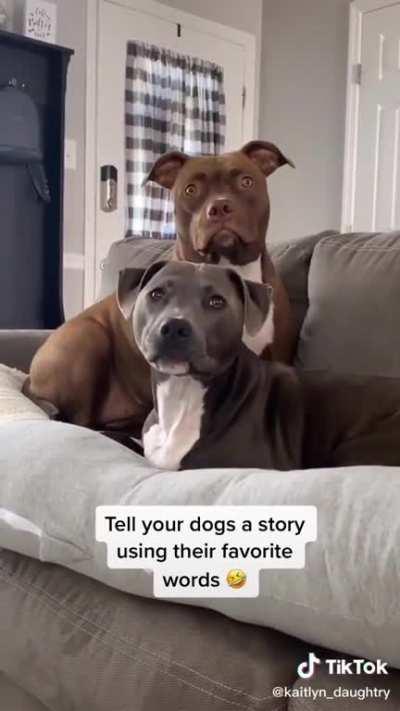 Telling dogs a story using their favorite words