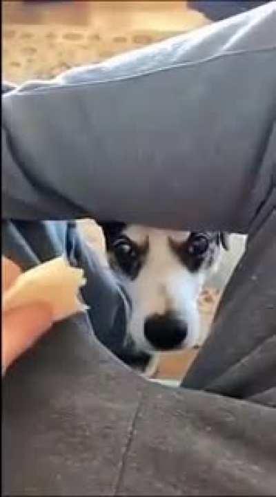 The dog had enough and went for a bite