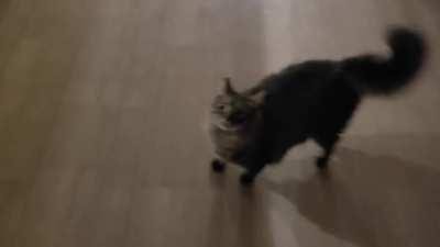 Gus doesn't really ever yell...but when he's hungry, he does his best