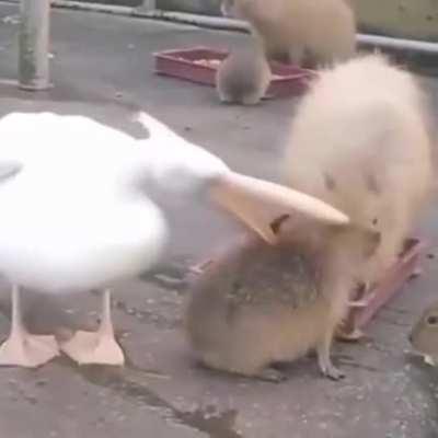 MaSsIvE bIrD eAtS iNnOcEnT cApYbArA