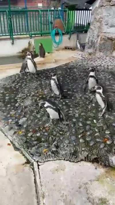 A butterfly has entered the room