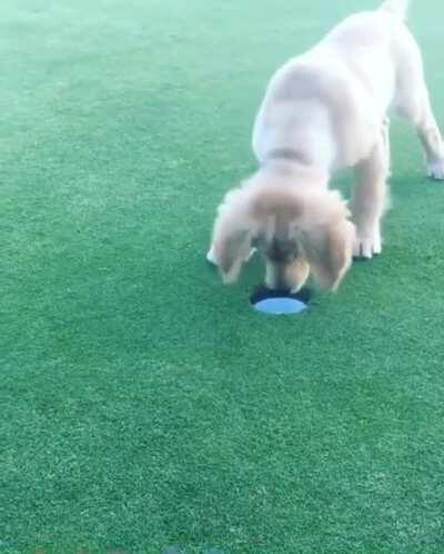 not our usual type of barbarian