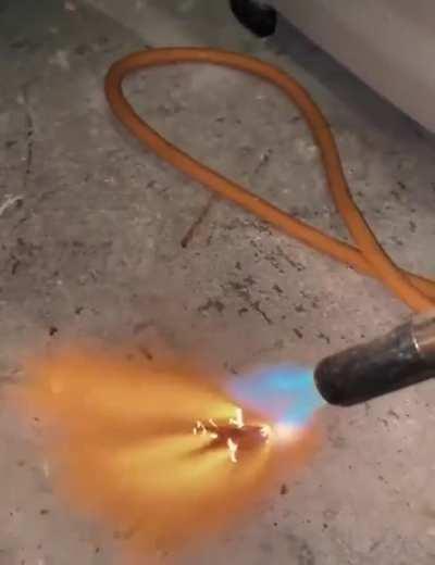 Oh look the cockroach wants to play