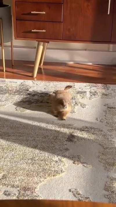 Prairie Dog attempts Downward Dog