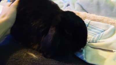 Butt scritches = lick nearest surface