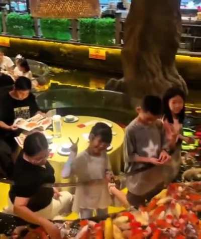 Dining out surrounded by koi