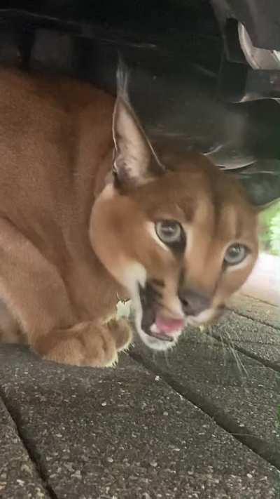 There’s a strange hissing noise coming from under the car