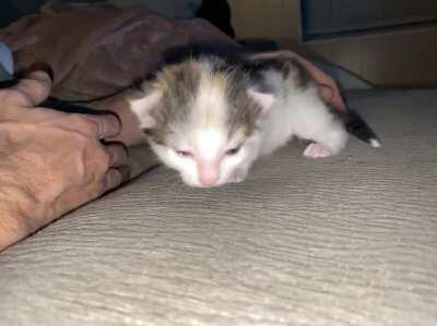 One of our two weeks old kittens, learning to walk and smell all the smells!