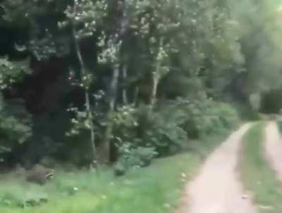 The almighty raccoon wisperer