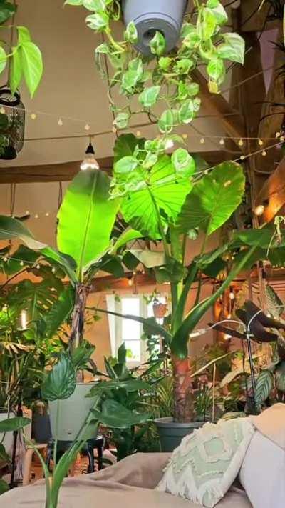 My hermit life as a native American with hundreds of plants, 2 cats, cows, horses, living a simple life in nature