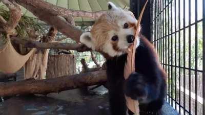 A fine addition to Priya's collection.