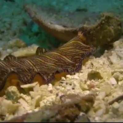 I tried flaming hot mountain dew on WEEK 9 OF FLAT WORM FRIDAY!!!