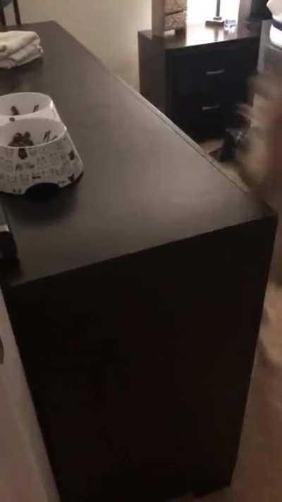 “Oh heyyy, yea, no, I totally wasn’t just eating the cat food”