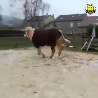 Cow thinks he's a showjumping horse