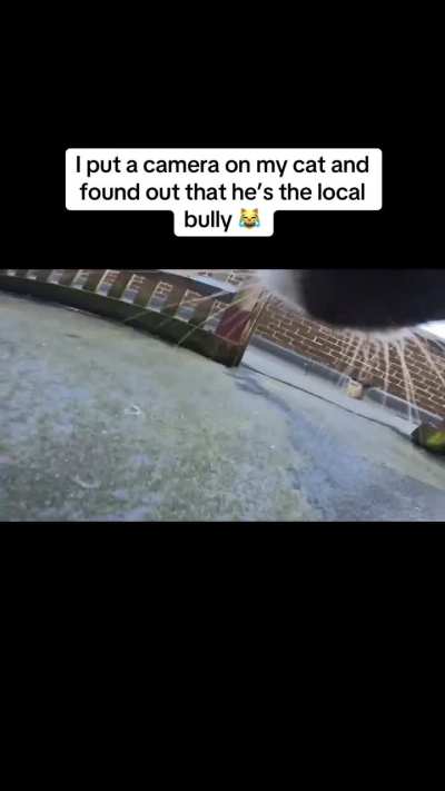 This cat is unhinged 😂