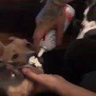 Why did you do this, hooman?