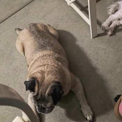 🐕 Benjamin. Maxine. Kona. 🐕