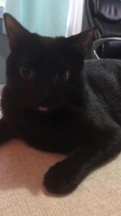 Video Blep