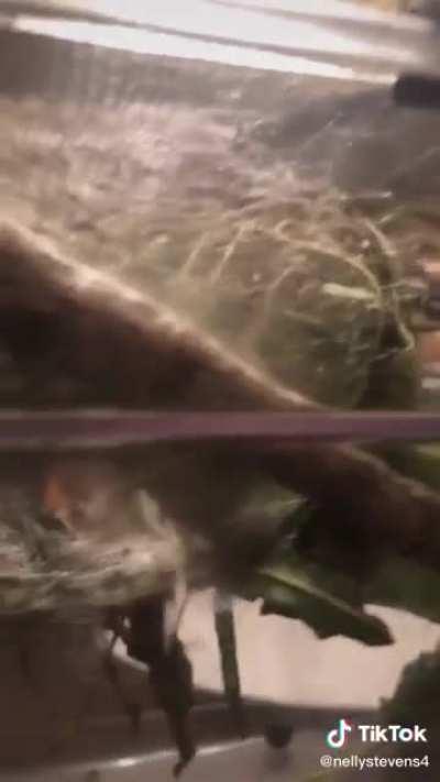 Jerry the Ceropia Moth goes from caterpillar to moth in one video