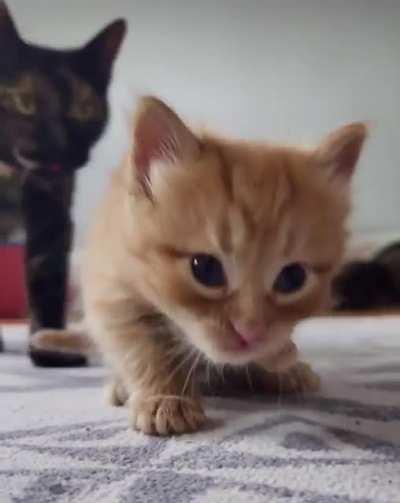 Using The Brain Cell To Clean Up After Wet Food Party