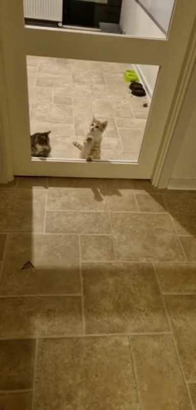 Kitty secure glas, doesn't keep them from trying to get out though.