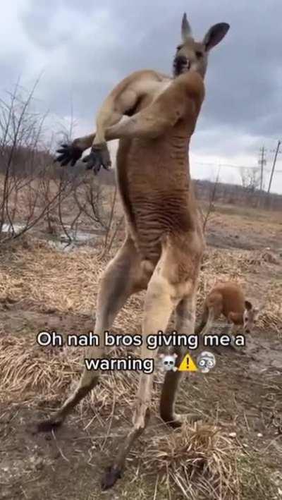 the chief kangaroo the undefeated