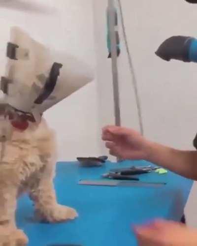 Cellbit com o lobinho depois de ser castrado kkkkkk