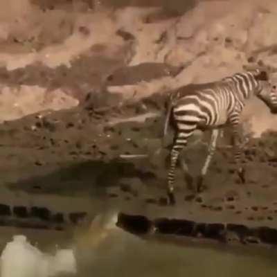 Crocodile straight-up rage quits.