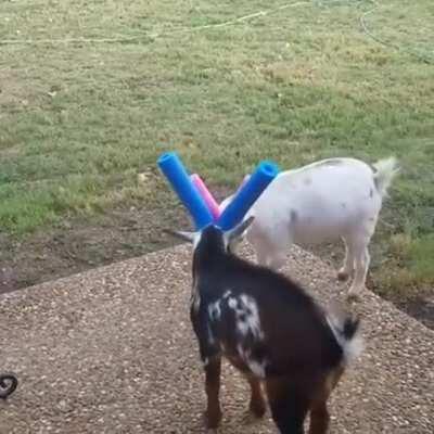 Goats: safer and festive