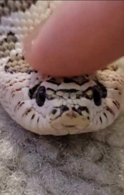 My hognose Melia getting some gentle head pats.