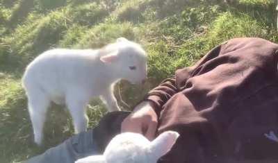 MAn kNOCkED tO tHE GRouND and hEiNouSlY trampled To DEath