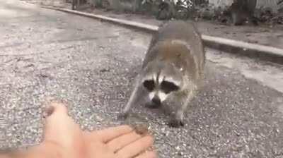 Best leave the trash panda alone
