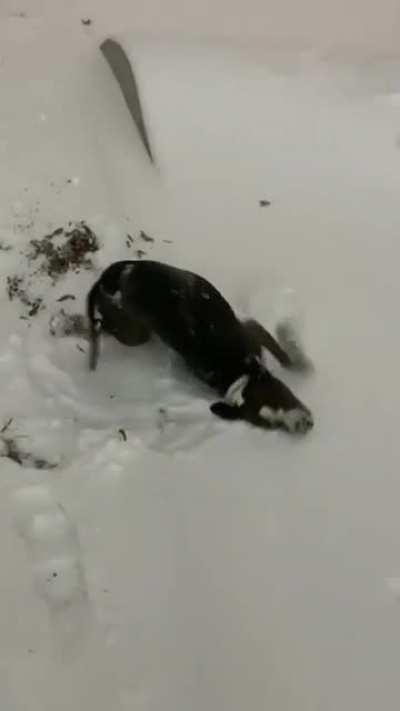 Snow! Snow Everywhere!