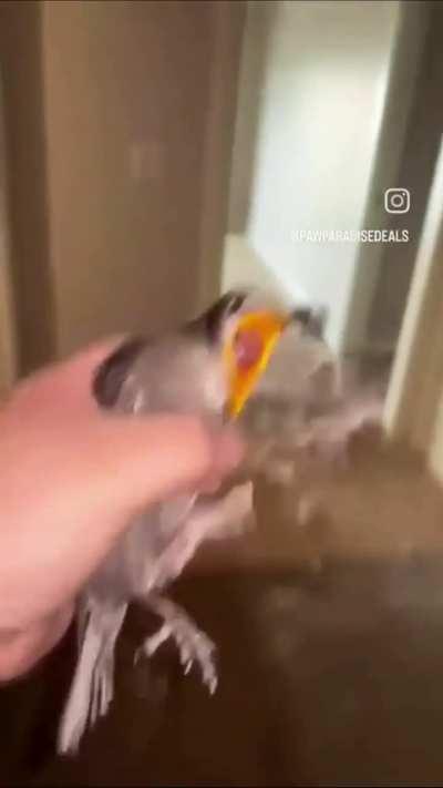 Blursed_bird_V2.0