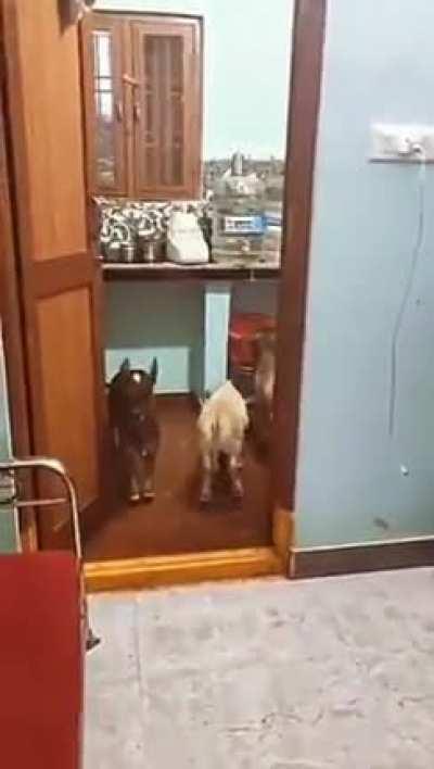 Punganur Dwarf cattle( Chithoor District, Andhra Pradesh, India)