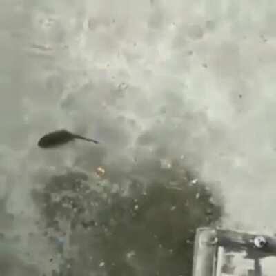 Ratatooey true ending