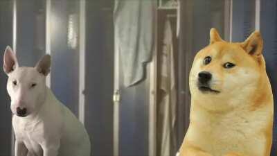 Banned German Doge Commercial