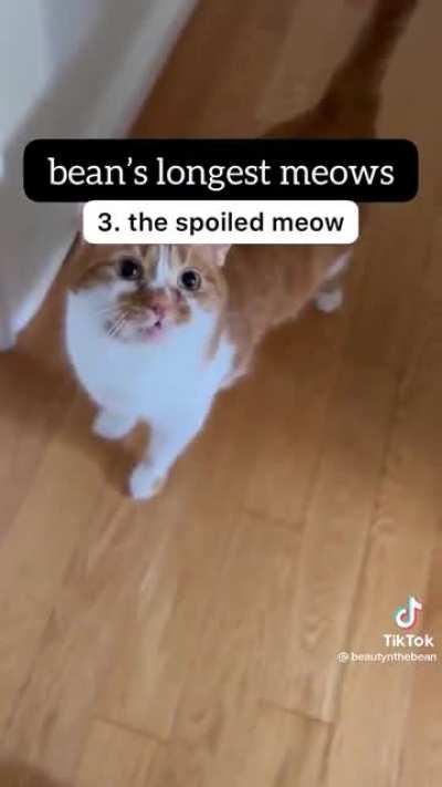 bean’s longest meows
