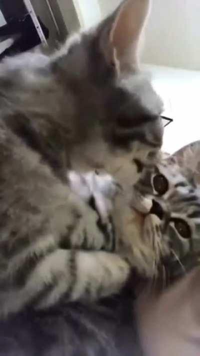 Viserys x Alicent EP 4