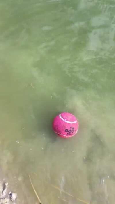 I thought I’d lost my dog’s ball in a pond but then some fish brought it back