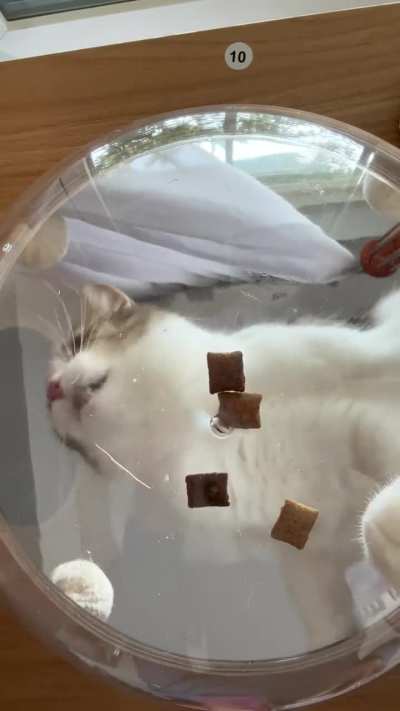 The last thing the treats ever saw!